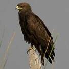 Aigle criard
