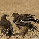 Aigle des steppes