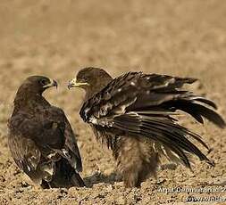 Aigle des steppes