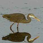 Aigrette des récifs