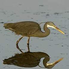 Aigrette des récifs