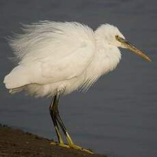 Aigrette des récifs