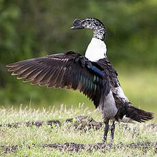 Canard à bosse