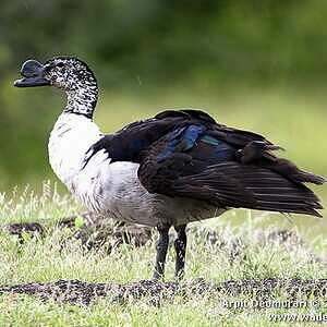 Canard à bosse