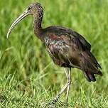 Ibis falcinelle