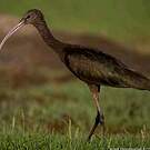 Ibis falcinelle