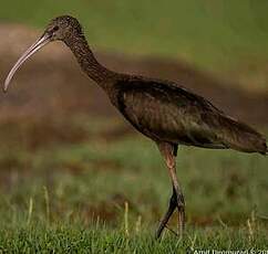 Ibis falcinelle