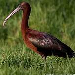 Ibis falcinelle