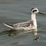 Phalarope à bec étroit