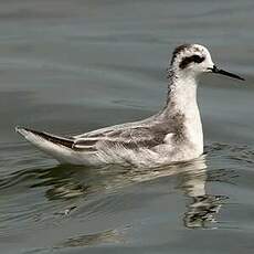 Phalarope à bec étroit