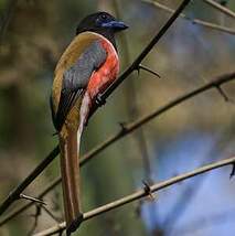 Trogon de Malabar