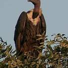 Vautour chaugoun