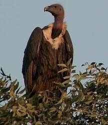 Vautour chaugoun