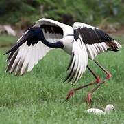 Black-necked Stork