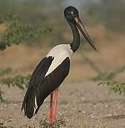 Black-necked Stork