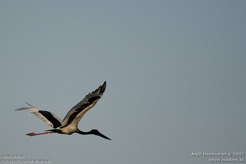 Black-necked Stork