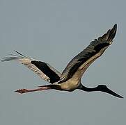 Black-necked Stork