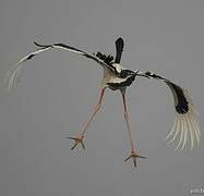 Black-necked Stork