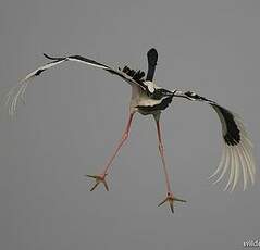 Jabiru d'Asie