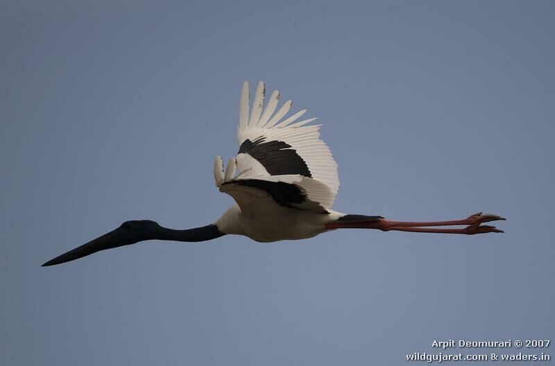 Black-necked Stork