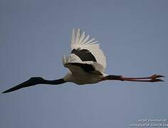 Black-necked Stork