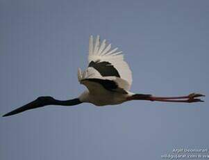 Jabiru d'Asie