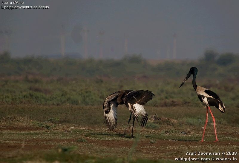 Black-necked Stork