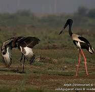 Black-necked Stork