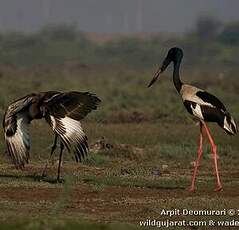 Jabiru d'Asie