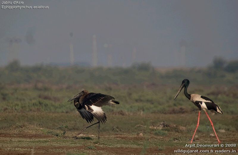 Black-necked Stork