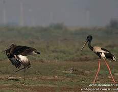 Black-necked Stork