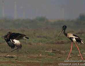 Jabiru d'Asie