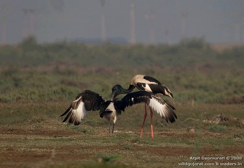 Black-necked Stork