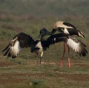 Black-necked Stork