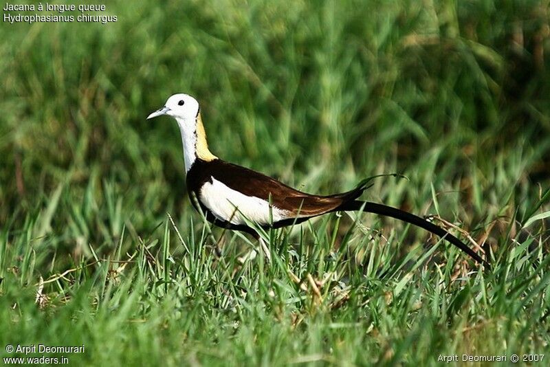 Jacana à longue queueadulte nuptial