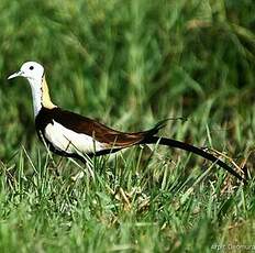 Jacana à longue queue