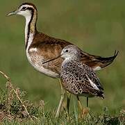 Pheasant-tailed Jacana