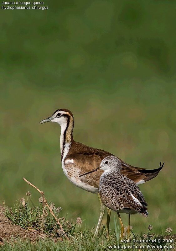 Jacana à longue queueimmature