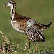 Pheasant-tailed Jacana