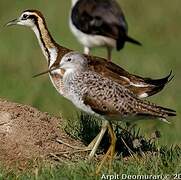 Pheasant-tailed Jacana