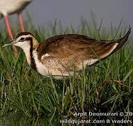 Jacana à longue queue