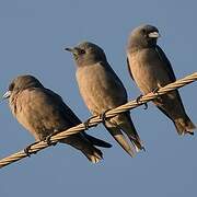 Ashy Woodswallow