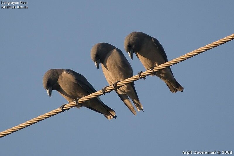 Ashy Woodswallow