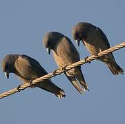 Ashy Woodswallow