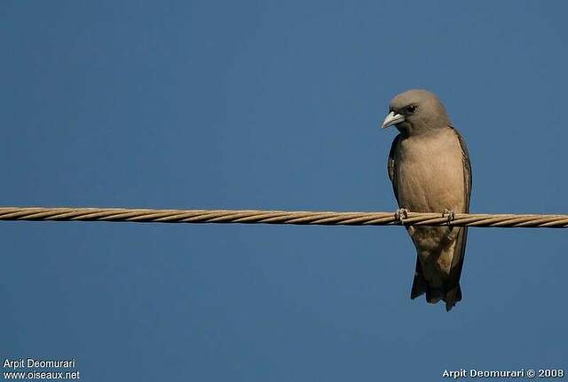 Langrayen brun arde61162