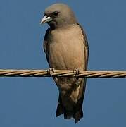 Ashy Woodswallow