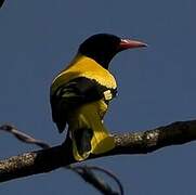 Black-hooded Oriole