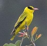 Black-naped Oriole