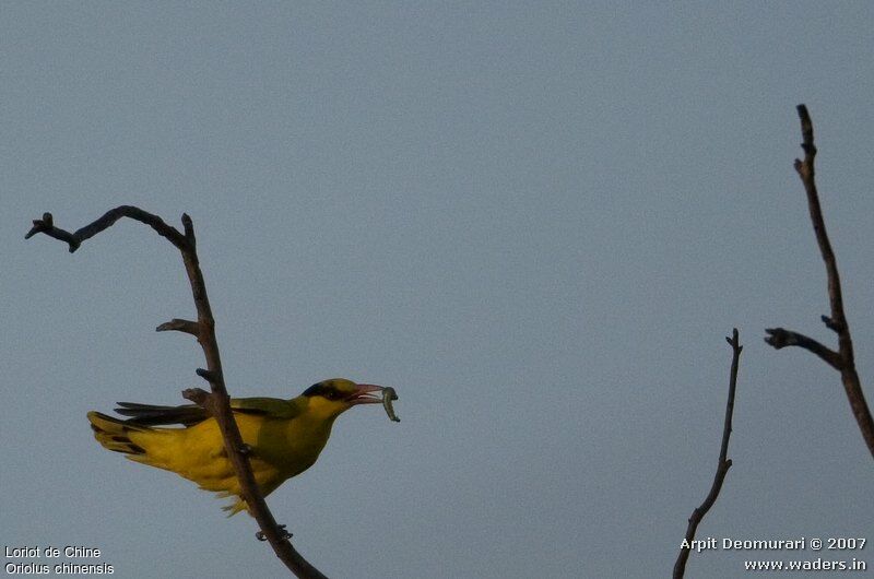 Black-naped Oriole