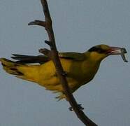 Black-naped Oriole